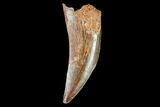 Raptor Tooth - Real Dinosaur Tooth #102404-1